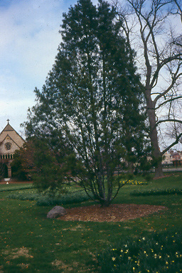 Lacebark Pine tree